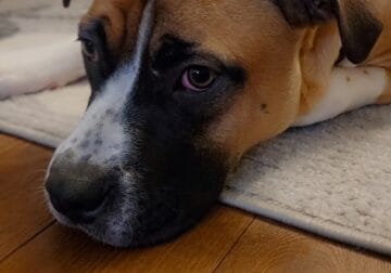 Dog for sale