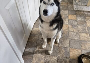 Husky