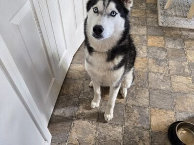 Husky