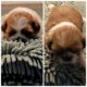 Shih Tzu/Pekingese mix puppies
