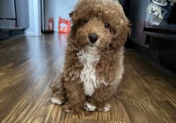 Puppy for sale