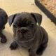 French Bulldog Female Blue Brindle