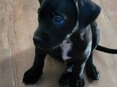 Puppies for sale