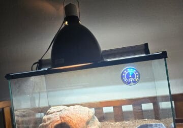 Ball python w/ cage, lights, dirt, rock, waterbowl