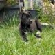 Siberian husky Corso Corso Mix female