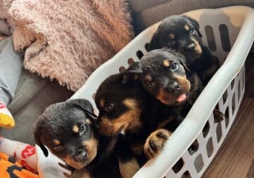 Rottweiler Puppies for sale