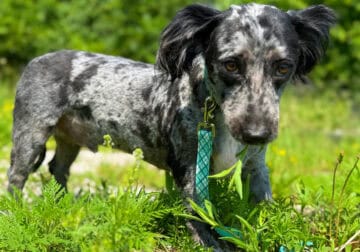 Male Aussiedoodle color, blue merle