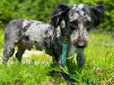 Male Aussiedoodle color, blue merle