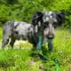 Male Aussiedoodle color, blue merle