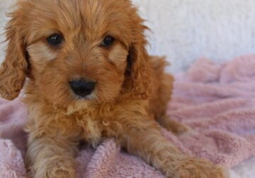 Cavapoo puppy