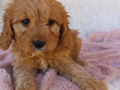 Cavapoo puppy
