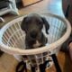Great Dane puppies