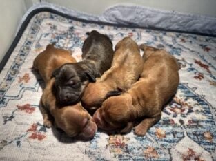 – Dachshund puppies born 5/7/2025 –