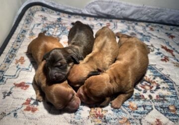– Dachshund puppies born 5/7/2025 –