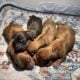 – Dachshund puppies born 5/7/2025 –