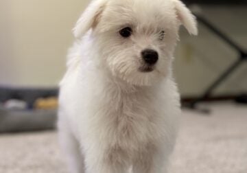 Maltipoo