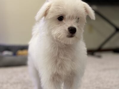 Maltipoo
