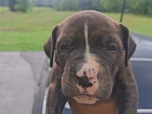 Xl American Bulliea