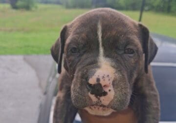Xl American Bulliea