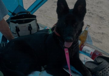 German shepherd