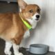 Pembroke Welsh Corgi