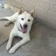Shiba Inu Puppy For Sale – White Male