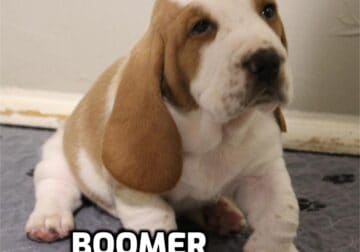 Basset Hound Puppies
