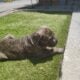 Cane Corso Puppy
