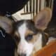 Adorable Pembroke Welsh Corgis