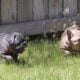 French Bulldog Female Blue Brindle