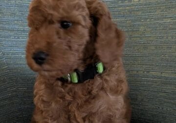 Petite Mini Goldendoodle – Puppy 2