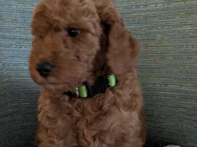 Petite Mini Goldendoodle – Puppy 2
