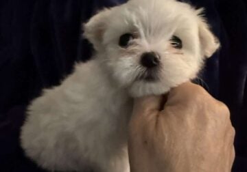 Maltese boys
