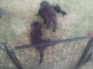 Aussiedoodles puppies