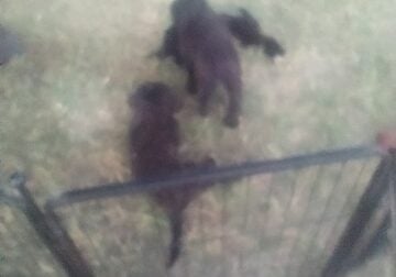 Aussiedoodles puppies