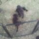 Aussiedoodles puppies
