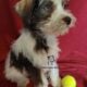 Miniature Schnauzer Boy Puppy