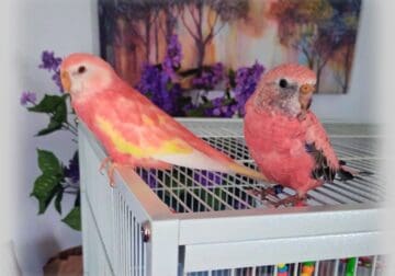 Gorgeous Pair Of Bourkes Parakeets Only No Cage