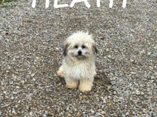 Heath Neutered Male Teddy Bear Puppy