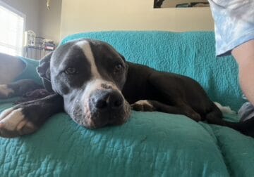 Rehoming Wilma (Pickle)