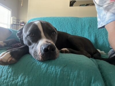 Rehoming Wilma (Pickle)