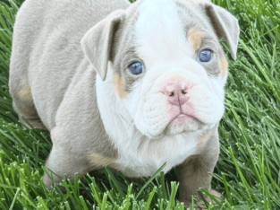 Old English Bulldog