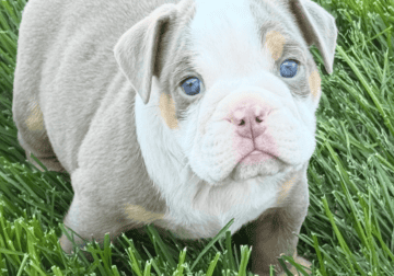 Old English Bulldog