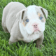 Old English Bulldog