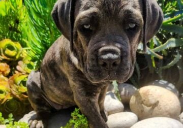 Cane Corso Puppy