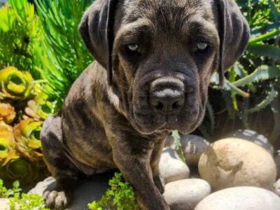 Cane Corso Puppy