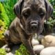 Cane Corso Puppy