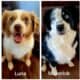 Rosie – Micro/Toy Australian Shepherd