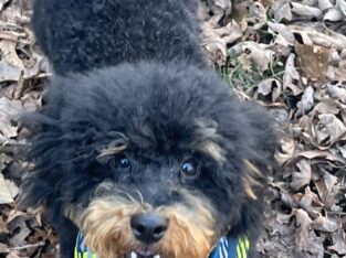 7 month old male miniature poodle
