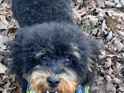 7 month old male miniature poodle